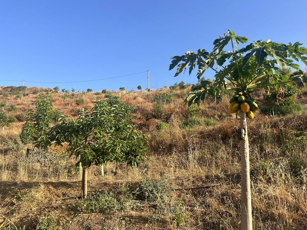 Terreno en Alhaurín el Grande, Alhaurín el Grande, 5/12