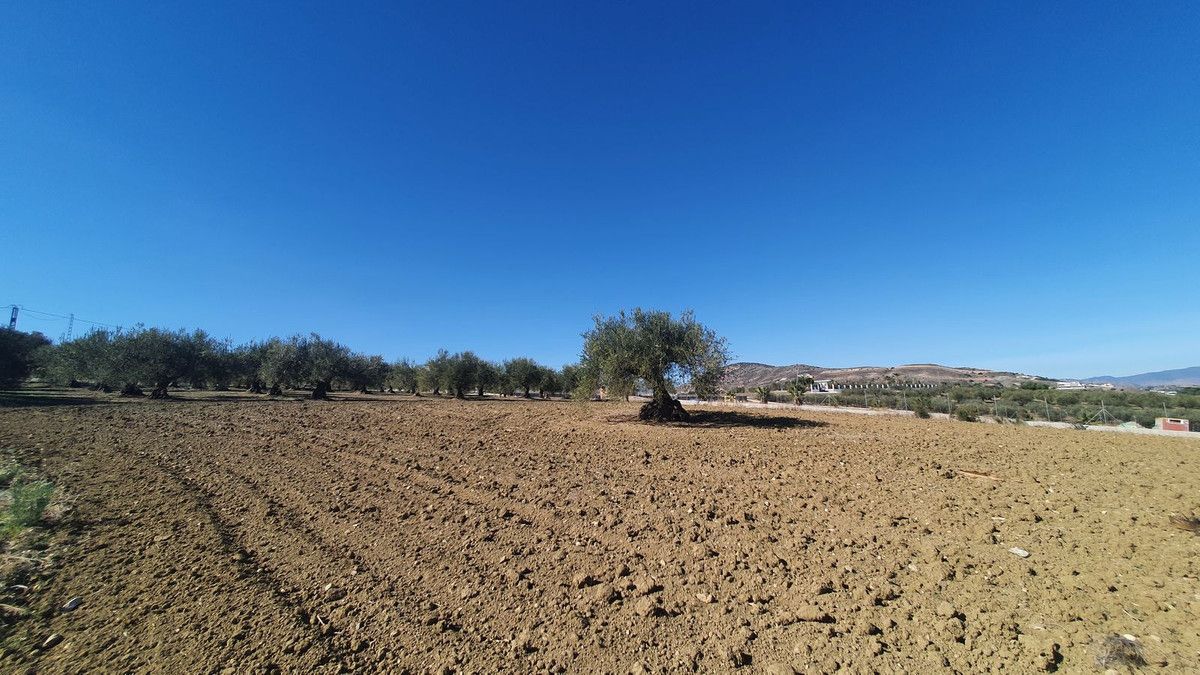 Land in Alhaurín el Grande, Alhaurín el Grande, 3/12