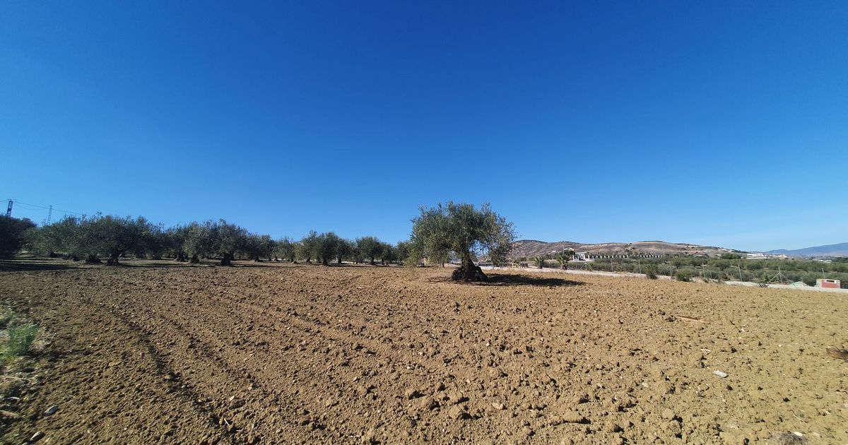 Land in Alhaurín el Grande, Alhaurín el Grande, 3/12