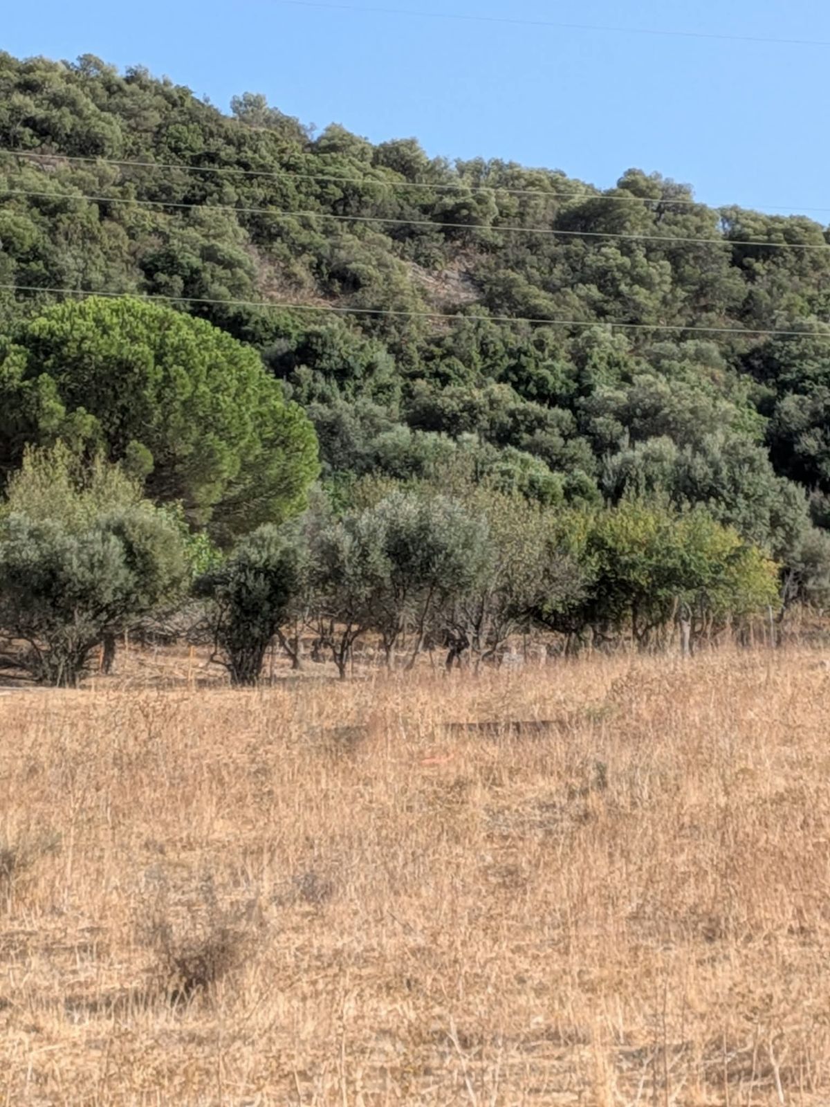 Land in Casares, Casares, 3/12