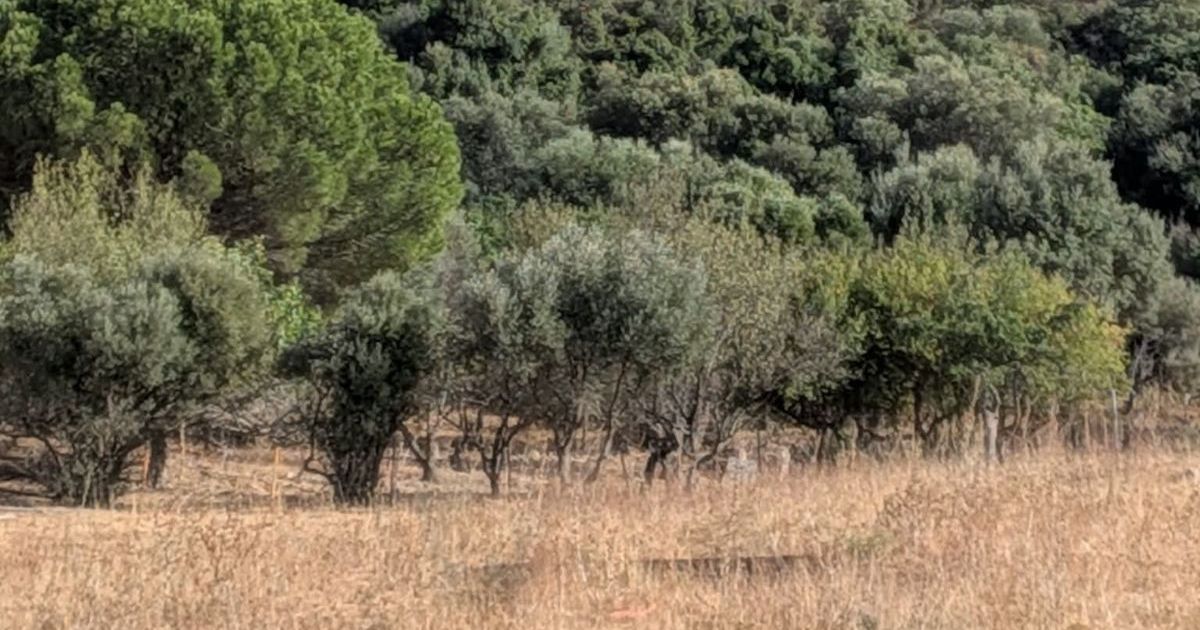 Land in Casares, Casares, 3/12