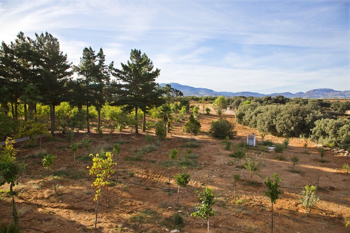 Farm in Ronda, Ronda, 3/12