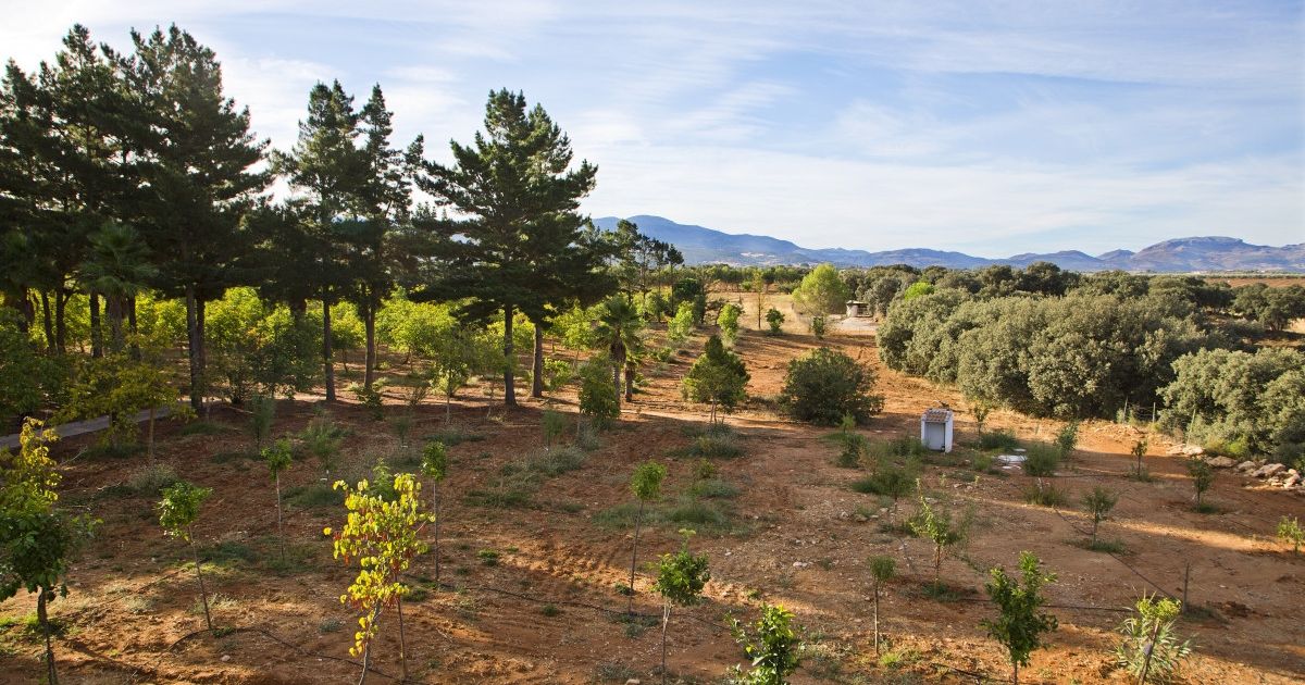 Farm in Ronda, Ronda, 3/12