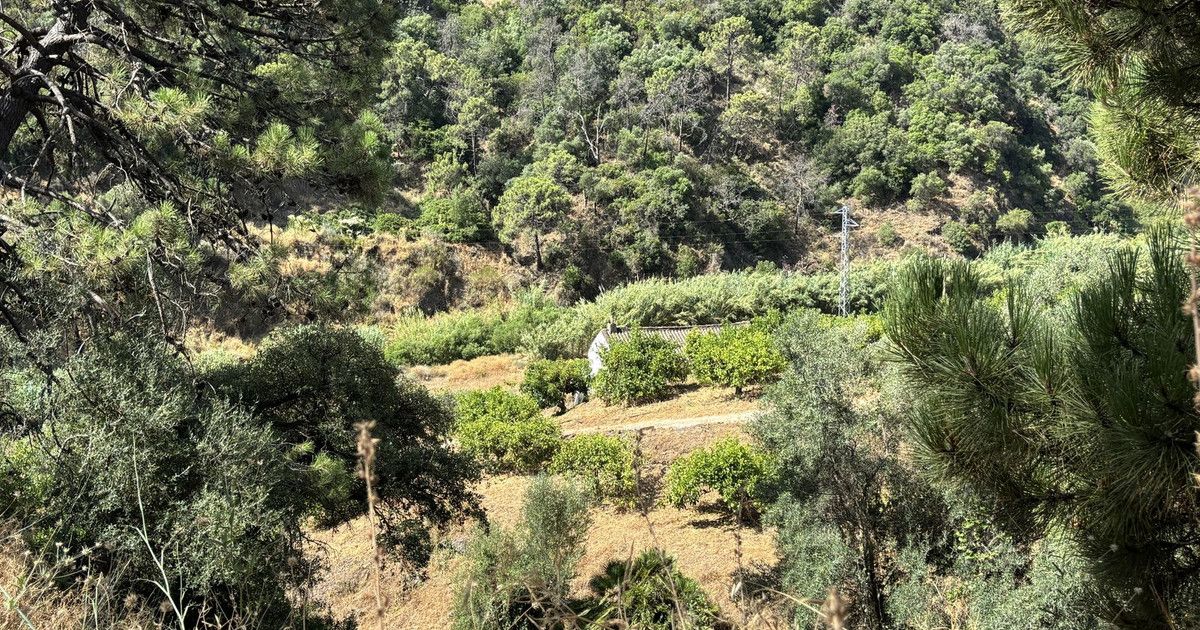 Mark i El Padron, El Padron, 5/12