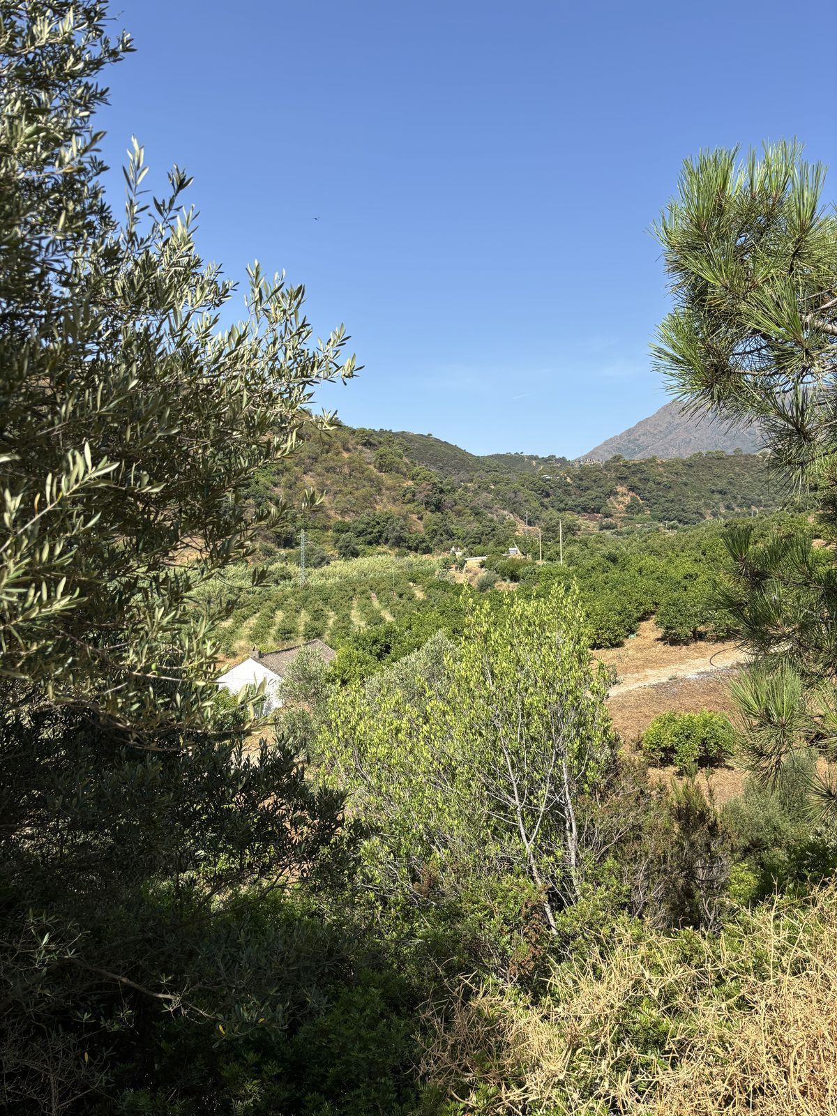 Mark i El Padron, El Padron, 8/12
