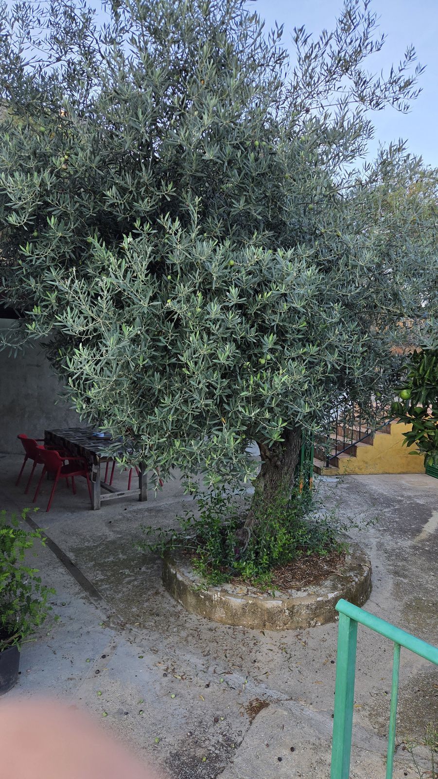 Finca - Cortijo in Ojén, Ojén, 5/12