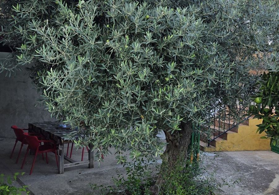 Finca - Cortijo in Ojén, Ojén, 5/12