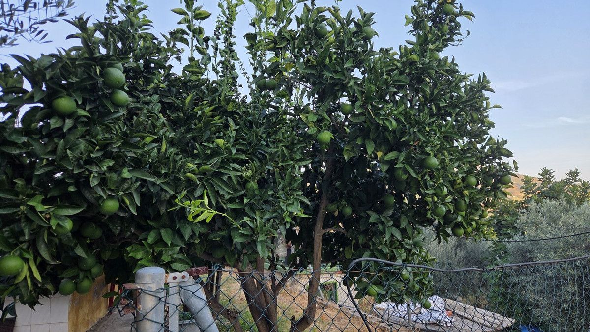 Finca - Cortijo in Ojén, Ojén, 6/12