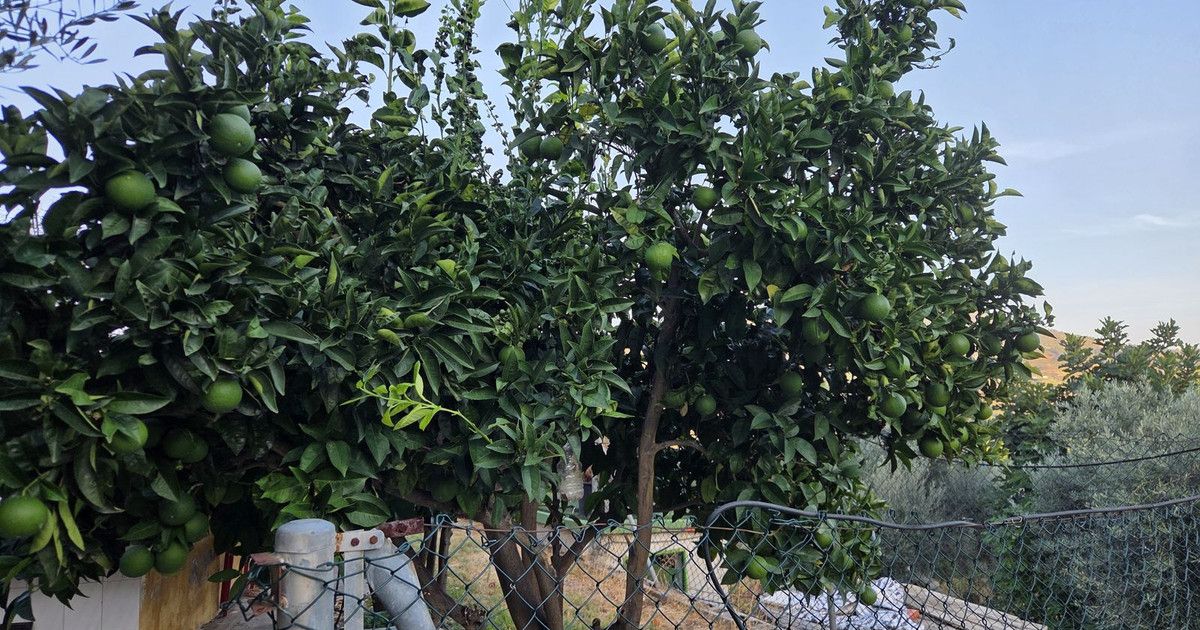 Finca - Cortijo in Ojén, Ojén, 6/12