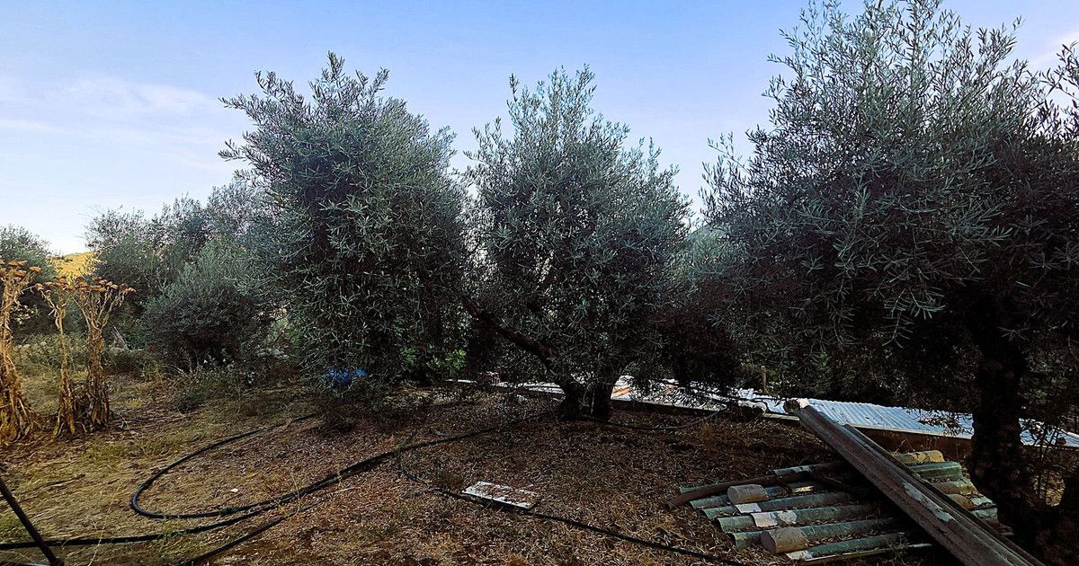 Finca - Cortijo in Ojén, Ojén, 7/12