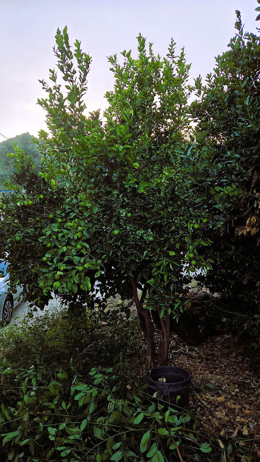 Finca - Cortijo in Ojén, Ojén, 10/12