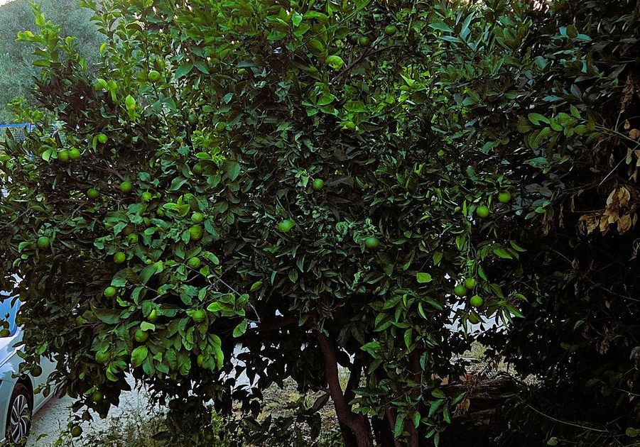 Finca - Cortijo in Ojén, Ojén, 10/12