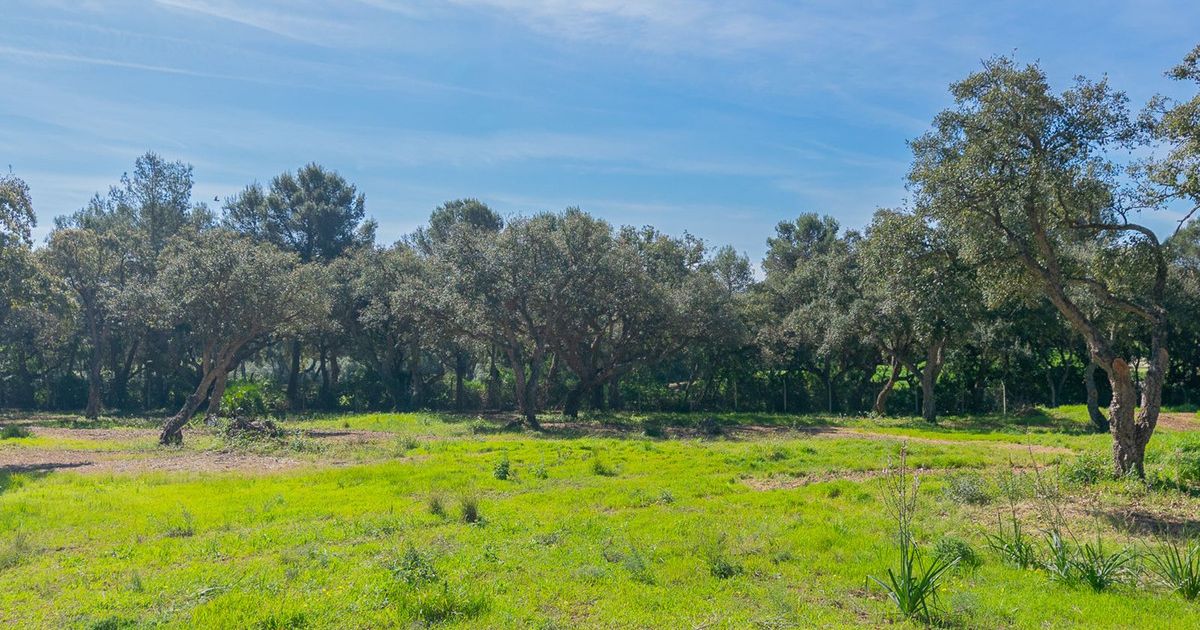 Wohngrundstück in Sotogrande Alto, Sotogrande Alto, 11/12