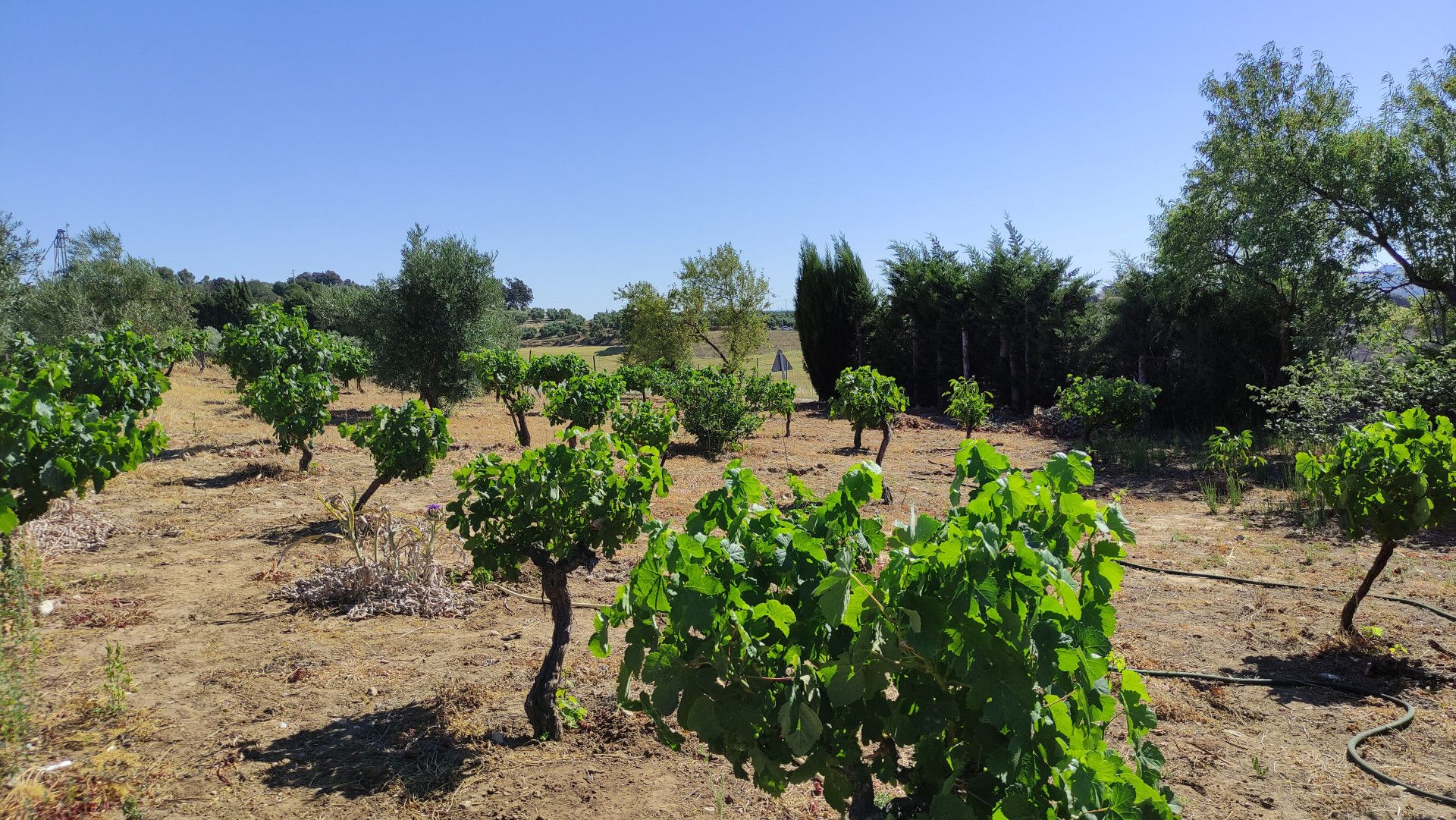 Maison de campagne à Ronda, Ronda, 11/12