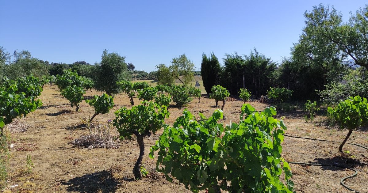 Maison de campagne à Ronda, Ronda, 11/12