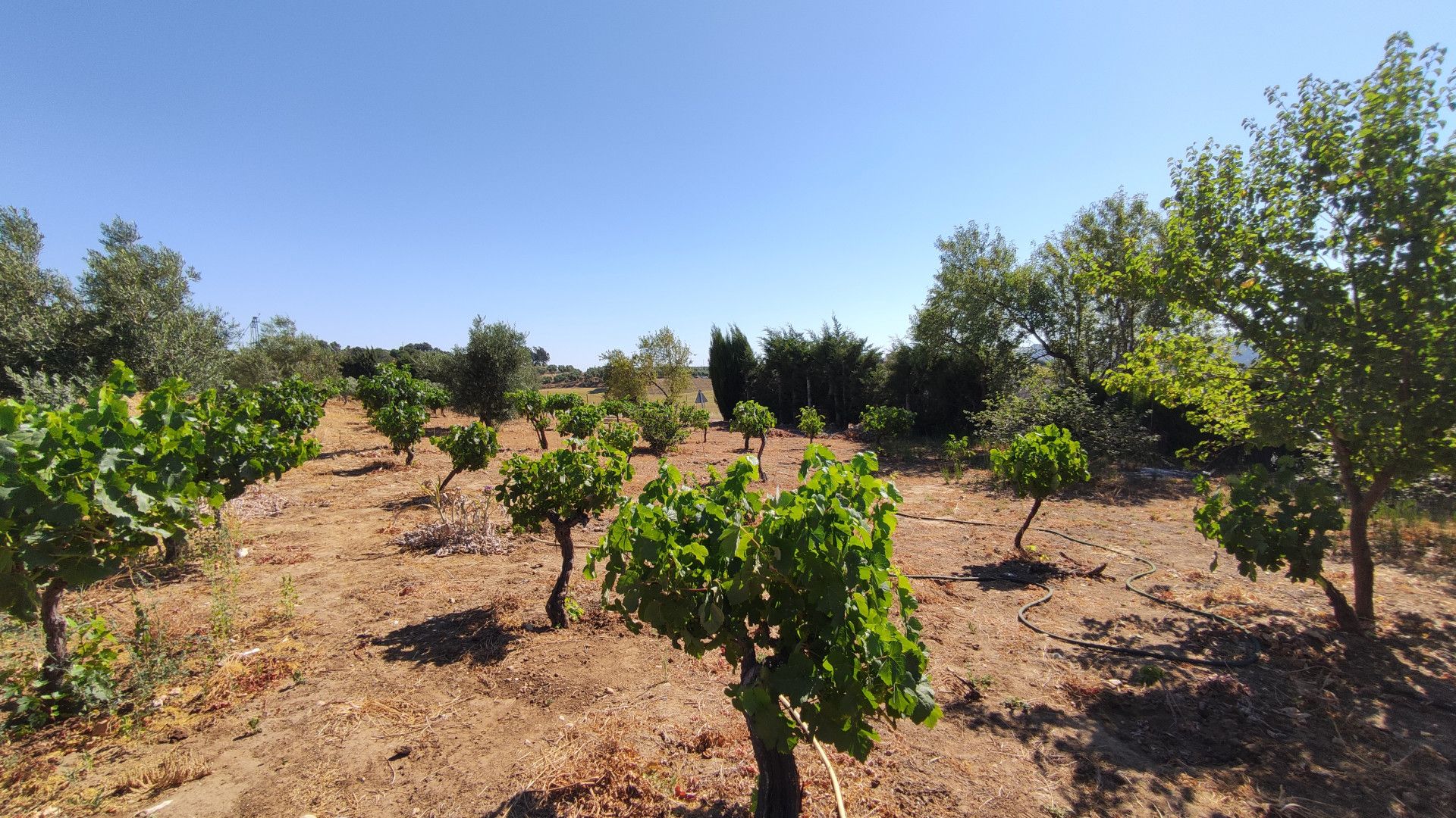Maison de campagne à Ronda, Ronda, 12/12
