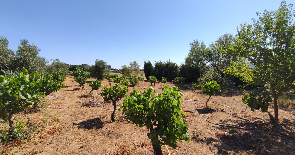 Maison de campagne à Ronda, Ronda, 12/12